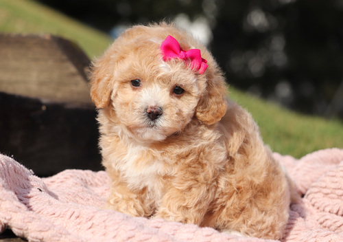 Lovely Malti Poo Puppies for Sale